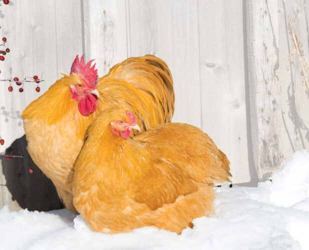 Expert Advice on How to Care for Chickens in the Winter